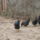 Barneverderek_5_262955_69383_t