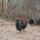 Barneverderek_6_262956_32782_t