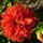 Dalia-001_262701_70372_t