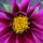 Dalia_262702_48106_t