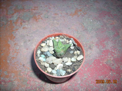 haworthia cassytha