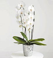 jardine ketagu feher orchidea ezust kaspoban