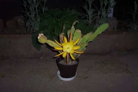 kaktusom