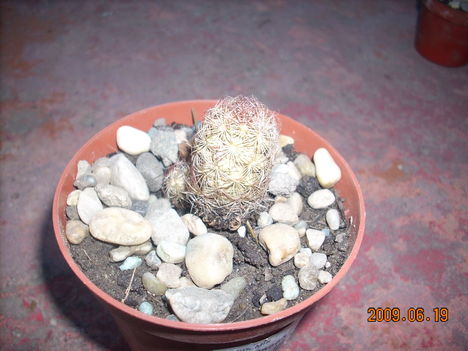 mammillaria elongata