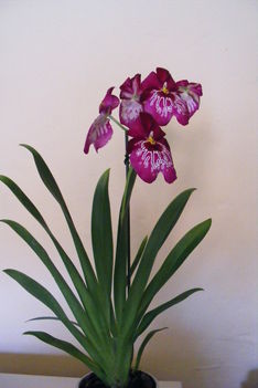 Miltonia /orchidea/