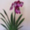 Miltonia /orchidea/