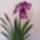 Miltonia_orchidea-003_262243_52785_t