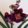 Miltonia_orchidea-005_262247_46420_t