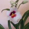 Miltonoa/orchidea/