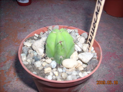 myrtillocactus