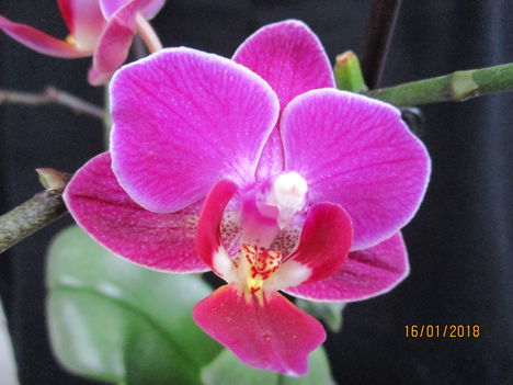 Phalaenopsis hibrid 2