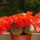 Rebucia_2062045_1076_t
