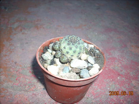 sulcorebutia raushii