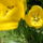Tulipan_262228_67838_t
