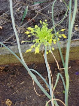 Allium flavum  2009.