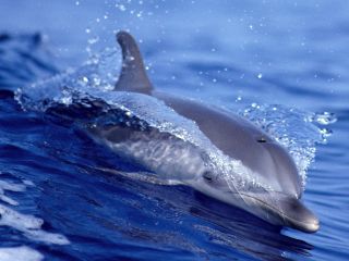delfin-068