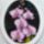 Orchideaak_03_phalaenopsis_bouquet_26x20_cm_264238_35731_t