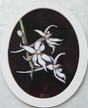 Orchideák 02 Aerangis biloba, 26x20 cm 