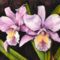 Orchideák 04 Cattleya, 20x30 cm
