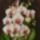Orchideak_07_phalaenopsis_bouquet___40x30_cm_264242_71537_t