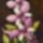 Orchideak_12_leptotes_bikolor_30x20_cm_264246_68311_t