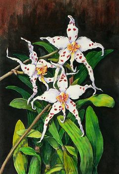 Orchideák 14 Odontoglossum 30x20 cm