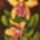 Orchideak_15_cattleya_frasquita_30x20_cm_264250_49028_t