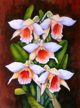 Orchideák 19  Dendrobium cariniferum 40x30 cm