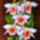 Orchideak_19__dendrobium_cariniferum_40x30_cm_264254_58341_t