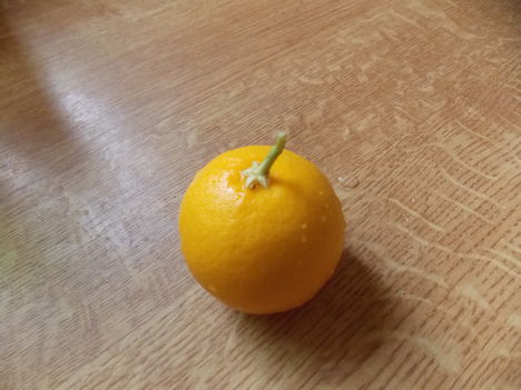 Az első narancsom!