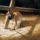Marcius_16__nagybojt_4_hetenek_pentekje_2065094_7446_t