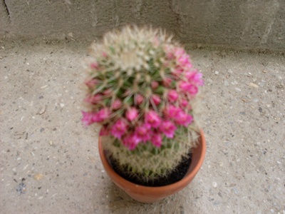virágzó kaktuszom