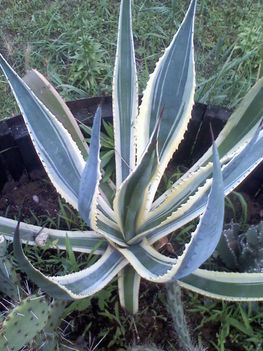 Agave americana