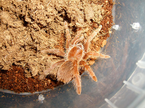 C.crawshayi