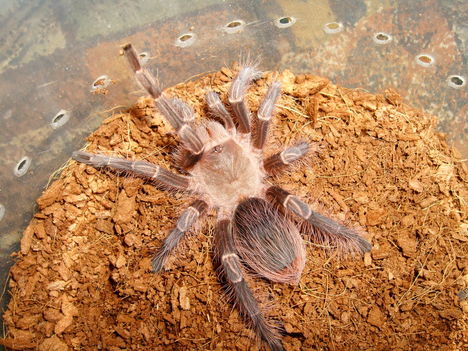 E.campestratus