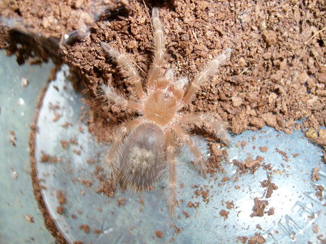 G.aureostriata