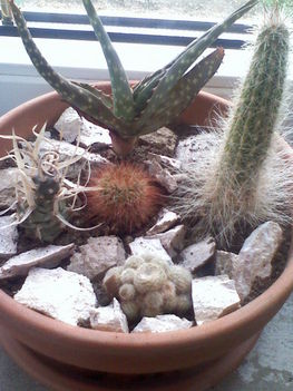 Kaktusztál 3