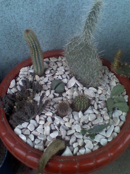Kaktusztál 4