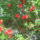 Kepek_20090405_012_266794_56646_t