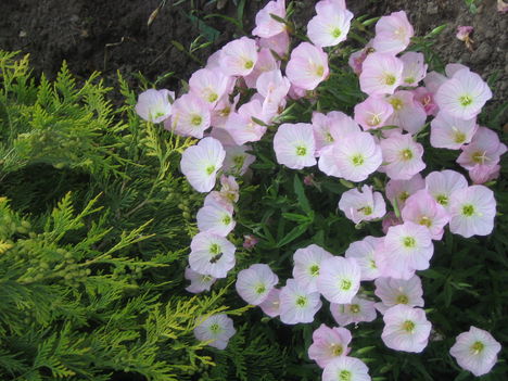 képek 2009.04-05. 015
