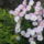 Kepek_20090405_015_266797_60548_t