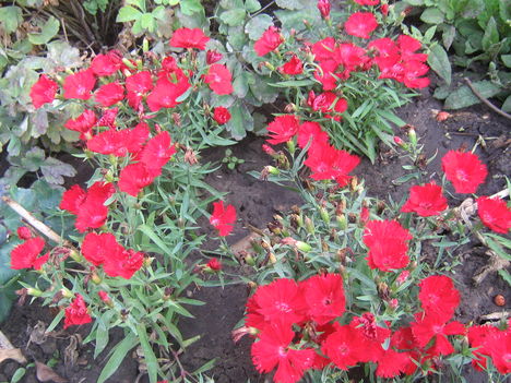 képek 2009.04-05. 016