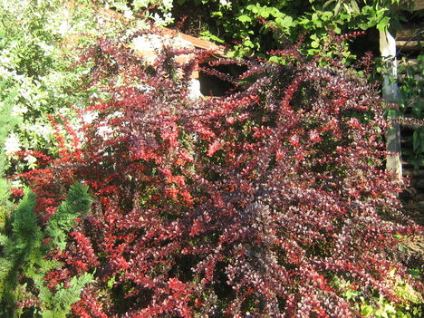 képek 2009.04-05. 019