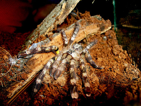 kisebbik P.regalis