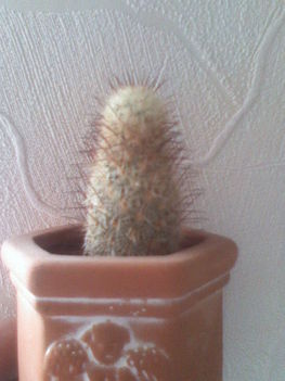 Mammillaria microhelia