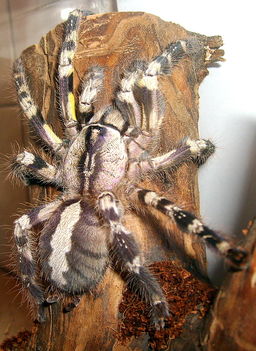 P.regalis nősti