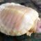 albínó teknős