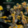 Transformers2_bumblebee_hatterkep_1_267963_74393_t