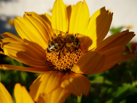 Virág méhecskével
