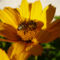 Virág méhecskével